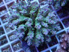 画像2: No.65 フィジー産 スゲミドリイシ (2)