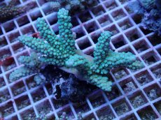 画像1: No.66 フィジー産 スギノキミドリイシ (1)