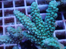 画像2: No.66 フィジー産 スギノキミドリイシ (2)