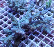 画像1: No.67 フィジー産 スギノキミドリイシ (1)