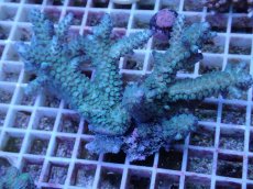 画像2: No.67 フィジー産 スギノキミドリイシ (2)