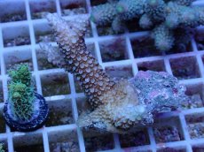 画像1: No.68 フィジー産 ヒメマツドリイシ (1)