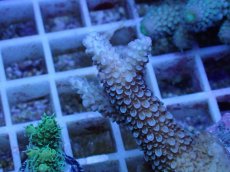 画像2: No.68 フィジー産 ヒメマツドリイシ (2)