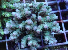 画像1: No.69 フィジー産 カドエダミドリイシ (1)