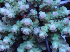 画像2: No.69 フィジー産 カドエダミドリイシ (2)