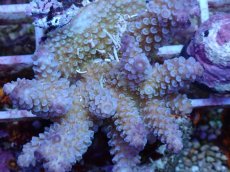 画像2: No.70 フィジー産 スギノキミドリイシ (2)