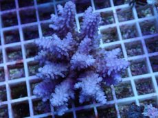 画像1: No.71 フィジー産 浅場ミドリイシ (1)