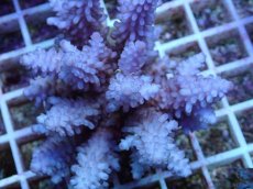 画像2: No.71 フィジー産 浅場ミドリイシ (2)