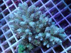 画像1: No.72 フィジー産 浅場ミドリイシ (1)