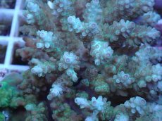 画像2: No.72 フィジー産 浅場ミドリイシ (2)