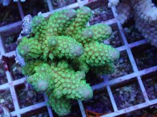 画像1: No.73 フィジー産 ツツユビミドリイシ (1)