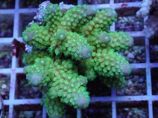 画像2: No.73 フィジー産 ツツユビミドリイシ (2)