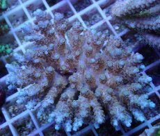 画像1: No.74 フィジー産 クシハダミドリイシ (1)