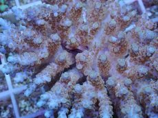 画像2: No.74 フィジー産 クシハダミドリイシ (2)