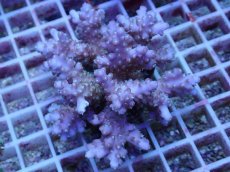 画像1: No.75 フィジー産 浅場ミドリイシ (1)