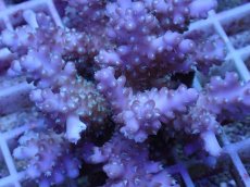 画像2: No.75 フィジー産 浅場ミドリイシ (2)