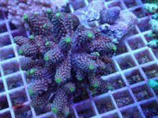 画像1: No.76 フィジー産 ツツユビミドリイシ (1)