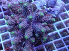 画像2: No.76 フィジー産 ツツユビミドリイシ (2)