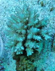 画像1: No.77 フィジー産 浅場ミドリイシ (1)