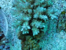 画像2: No.77 フィジー産 浅場ミドリイシ (2)