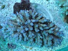 画像1: No.78 フィジー産 浅場ミドリイシ (1)