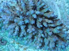 画像2: No.78 フィジー産 浅場ミドリイシ (2)