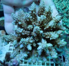 画像1: No.79 フィジー産 浅場ミドリイシ (1)