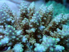 画像2: No.79 フィジー産 浅場ミドリイシ (2)