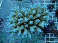 画像1: No.80 フィジー産 浅場ミドリイシ (1)