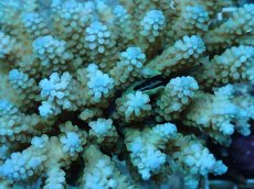 画像2: No.80 フィジー産 浅場ミドリイシ (2)