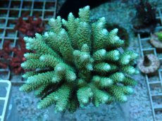 画像1: No.81 フィジー産 ハイマツミドリイシ (1)