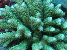 画像2: No.81 フィジー産 ハイマツミドリイシ (2)