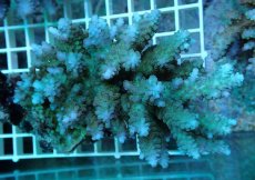 画像1: No.82 フィジー産 浅場ミドリイシ (1)