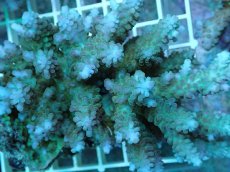 画像2: No.82 フィジー産 浅場ミドリイシ (2)