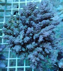 画像1: No.83 ウスエダミドリイシ (1)