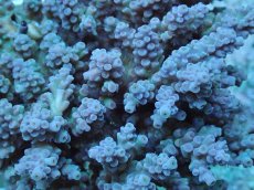 画像2: No.83 ウスエダミドリイシ (2)