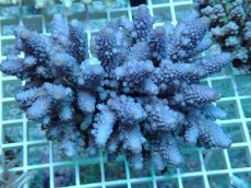 画像1: No.84 フィジー産 ツツユビミドリイシ (1)