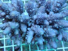 画像2: No.84 フィジー産 ツツユビミドリイシ (2)