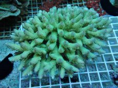 画像1: No.85 フィジー産 ハイマツミドリイシ (1)