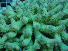 画像2: No.85 フィジー産 ハイマツミドリイシ (2)