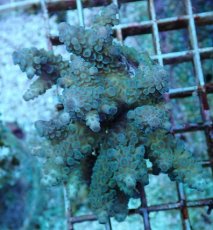 画像1: No.86 フィジー産 スギノキミドリイシ (1)