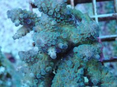 画像2: No.86 フィジー産 スギノキミドリイシ (2)