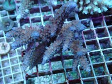 画像1: No.87 フィジー産 スギノキミドリイシ (1)