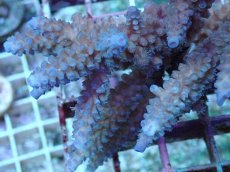 画像2: No.87 フィジー産 スギノキミドリイシ (2)