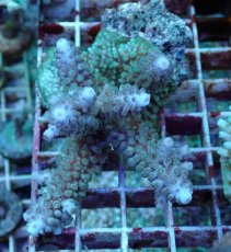 画像1: No.88 フィジー産 スギノキミドリイシ (1)