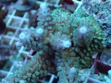 画像2: No.88 フィジー産 スギノキミドリイシ (2)