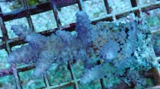 画像1: No.89 フィジー産 スギノキミドリイシ (1)