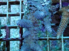 画像2: No.89 フィジー産 スギノキミドリイシ (2)