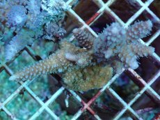 画像1: No.90 フィジー産 スギノキミドリイシ (1)