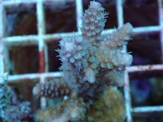 画像2: No.90 フィジー産 スギノキミドリイシ (2)